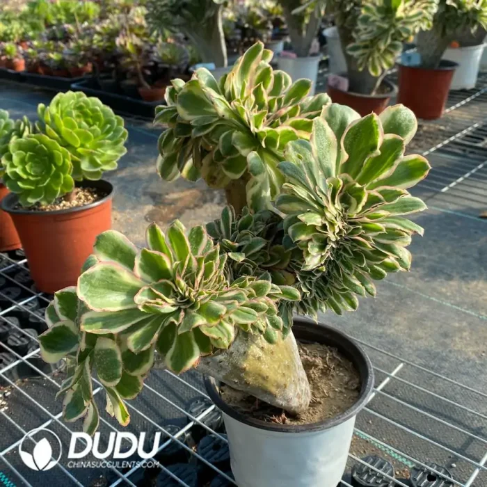 Aeonium Undulatum Cristata NO.1 - Image 2