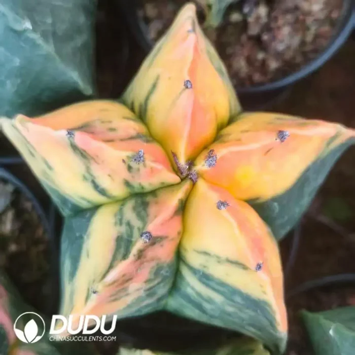 Astrophytum myriostigma Lem.Variegated (seed born) - Image 2