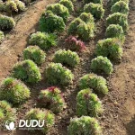 Aeonium Golden Chrysanthemum Cristata - Image 2