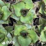 Agave Titanota 'Cupid - Image 2