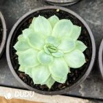 Echeveria Ice Rose Queen Variegata - Image 2