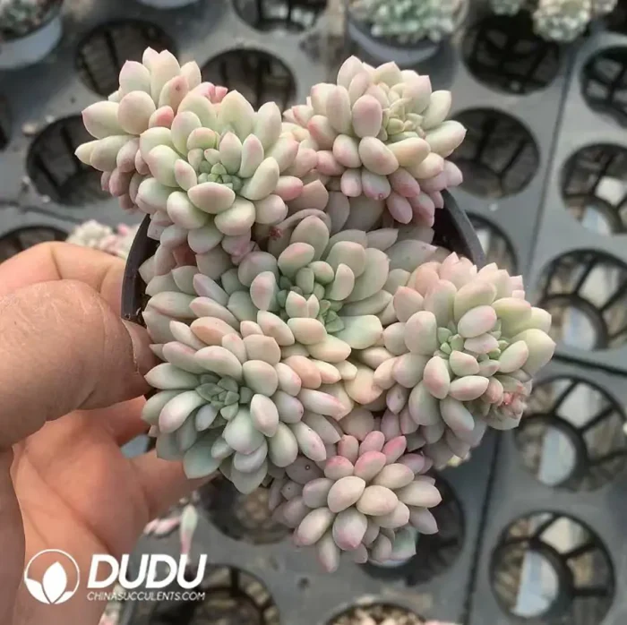 Echeveria Red Egg Varigated Clustering - Image 2