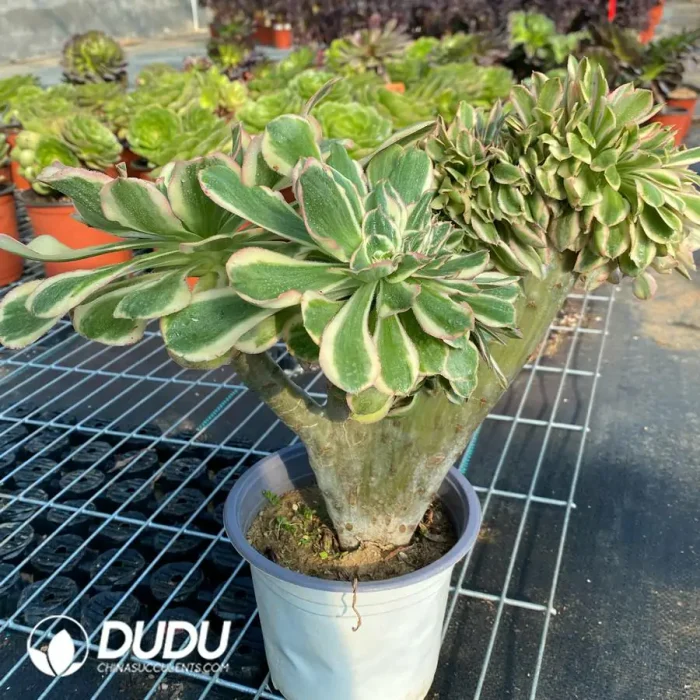 Aeonium Undulatum var. Cristata-7 - Image 2