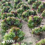 Aeonium Sweet Tea Cristata - Image 2