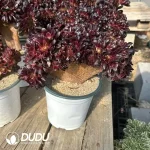 Aeonium European Purple Cristata Whole Board - Image 2