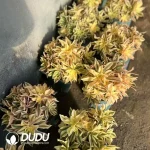 Aeonium Large Cluster of Maple Leaves Old Pile - Image 2