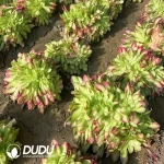 Aeonium Shao Hua Cristata - Image 2