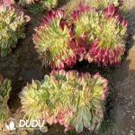 Aeonium Qingcheng Cristata - Image 2