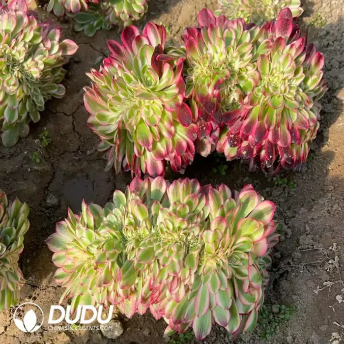 Aeonium Qingcheng Cristata - Image 2