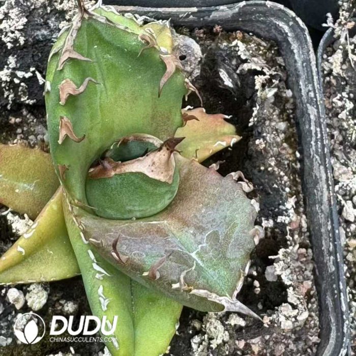 Agave Titanota 'White rhino' - Image 2