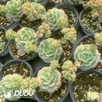 Echeveria Sedeveria Pudgye Variegated - Image 2