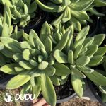 Pachyphytum Fragrant Snow Flat Head Clustering - Image 2