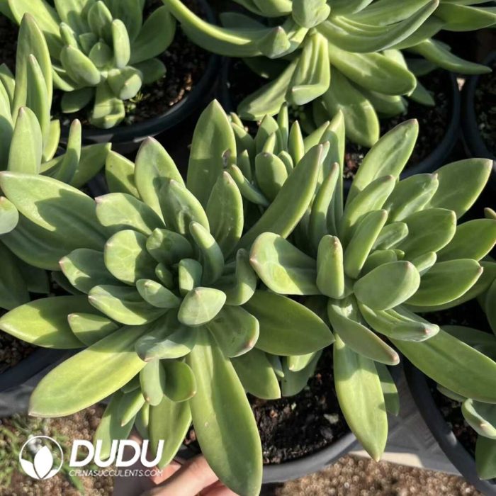 Pachyphytum Fragrant Snow Flat Head Clustering - Image 2