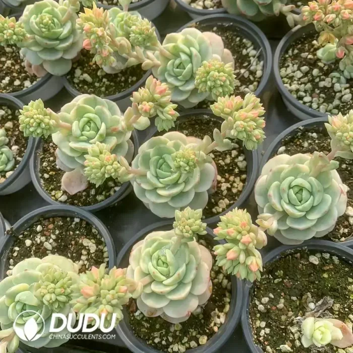 Echeveria Sedeveria Pudgye Variegated - Image 2