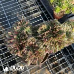 Aeonium Godness Cristata-3 - Image 2