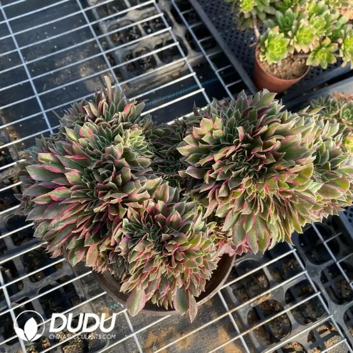 Aeonium Godness Cristata-3 - Image 2