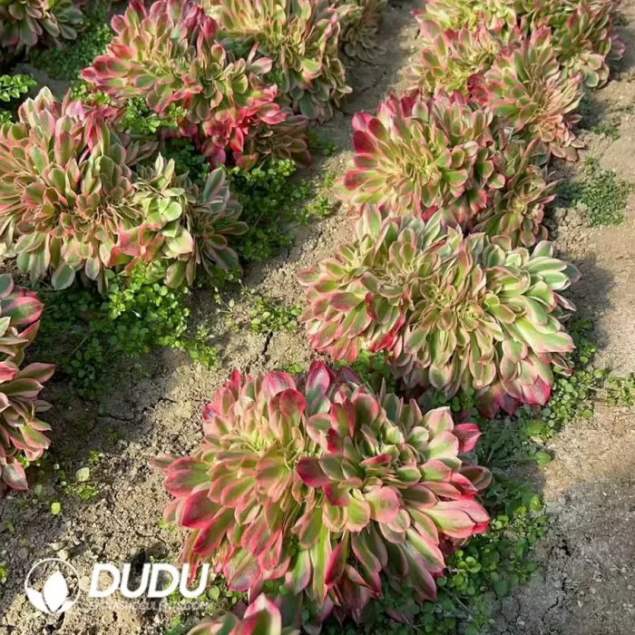 Aeonium Miul Cristata - Image 2