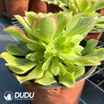 Aeonium Qingmeng Cluster - Image 2