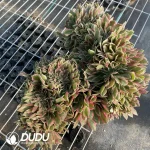 Aeonium Godness Cristata-7 - Image 2