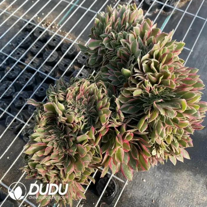 Aeonium Godness Cristata-7 - Image 2