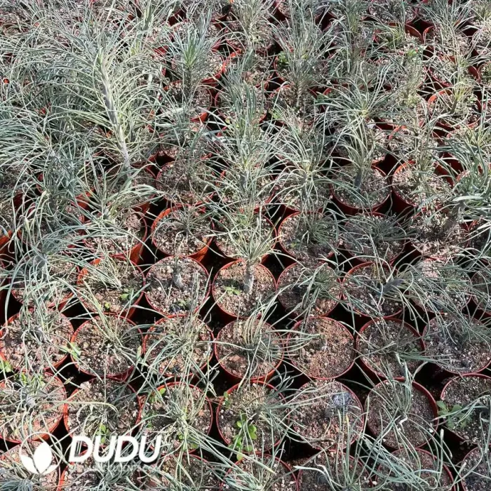 Senecio Scandens Seneciokleinia - Image 2