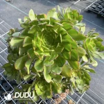 Aeonium Butterflies Clustering - Image 2