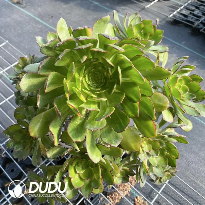 Aeonium Butterflies Clustering - Image 2