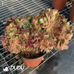 Aeonium Godness Cristata-11 - Image 2