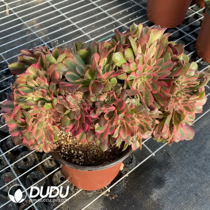 Aeonium Godness Cristata-11 - Image 2