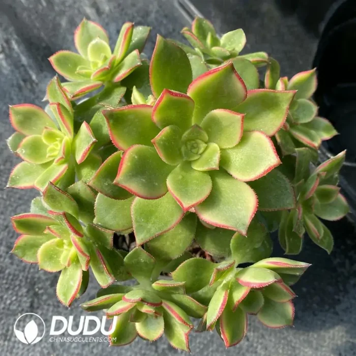 Aeonium Decorum f. Variegated Clustering - Image 2