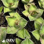 Agave Titanota Green Specter Mediopicta variegated - Image 2