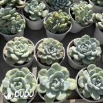 Echeveria Ice Green  Monstrose - Image 2