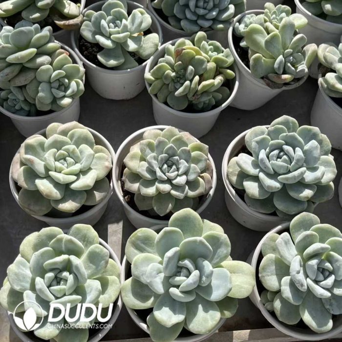 Echeveria Ice Green  Monstrose - Image 2