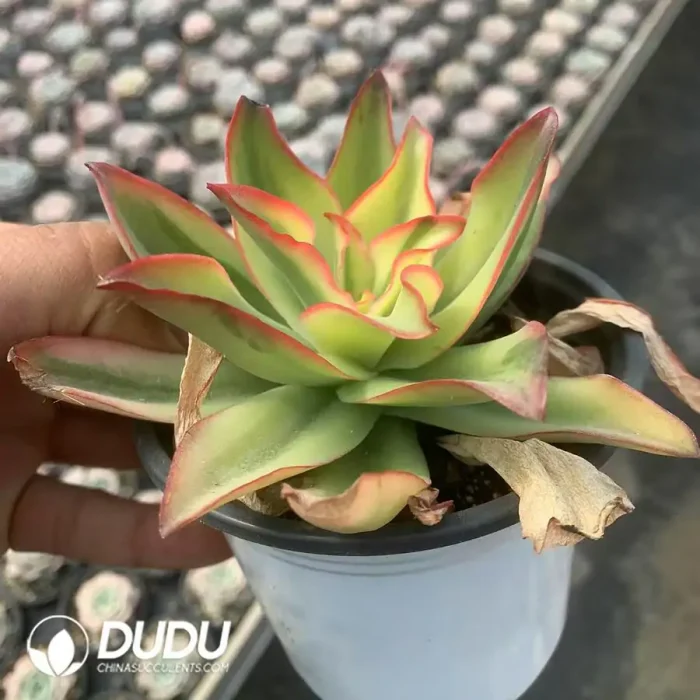 Echeveria Subrigida Variegated - Image 2