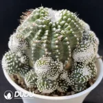 Cactus-Blossfeldia liliputana Werderm.  Clustering - Image 2