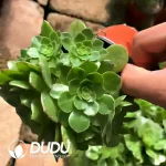 Aeonium Maybelline Clustering - Image 2