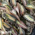 AgaveAgave titanota 'Crab'variegated - Image 2