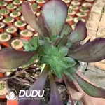 Aeonium Dark Lords Clustering - Image 2