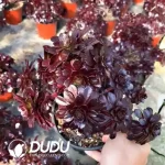 Aeonium Firestorm
Clustering - Image 2