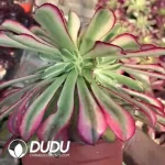 Aeonium The Assassins Clustering - Image 2