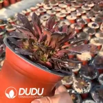 Aeonium 
Six-Fingered Demon 
Clustering（mini） - Image 2