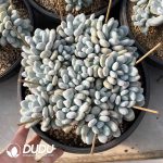 Pachyphytum Perfume Monstrose Double Head - Image 2