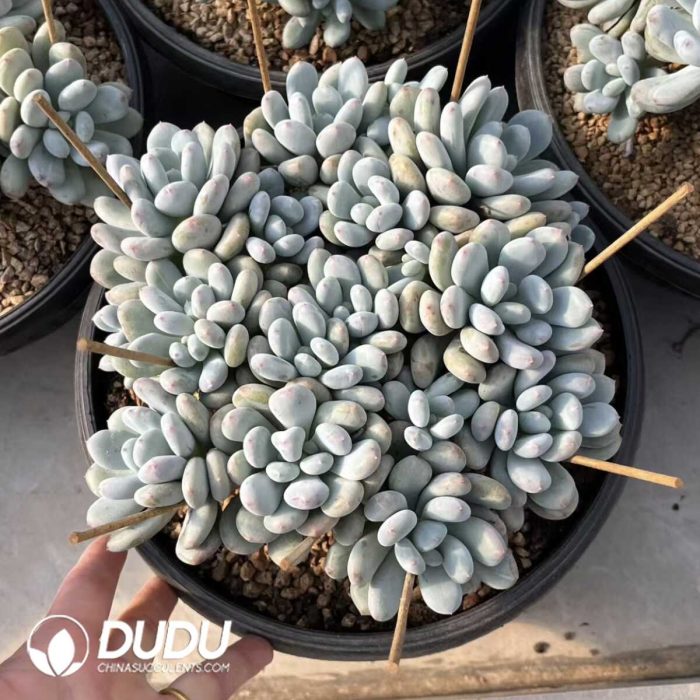 Pachyphytum Perfume Monstrose Double Head - Image 2