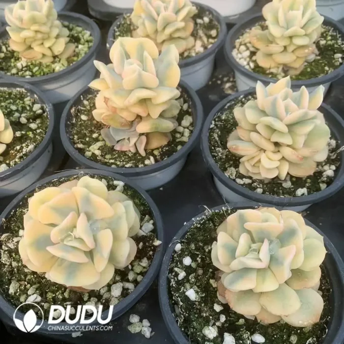 Echeveria Exotic Marginata Variegated - Image 2