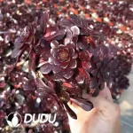 Aeonium Firestorm
Small Clustering - Image 2