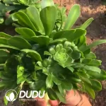 Aeonium Glass Jade Clustering - Image 2