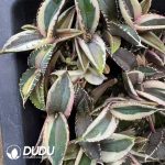 Agave Titanota 'White Fire' Mediopicta variegated - Image 2