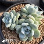 Echeveria Ice Green  Monstrose - Image 2