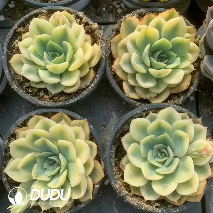 Echeveria Fiona Marginata Varigated - Image 2