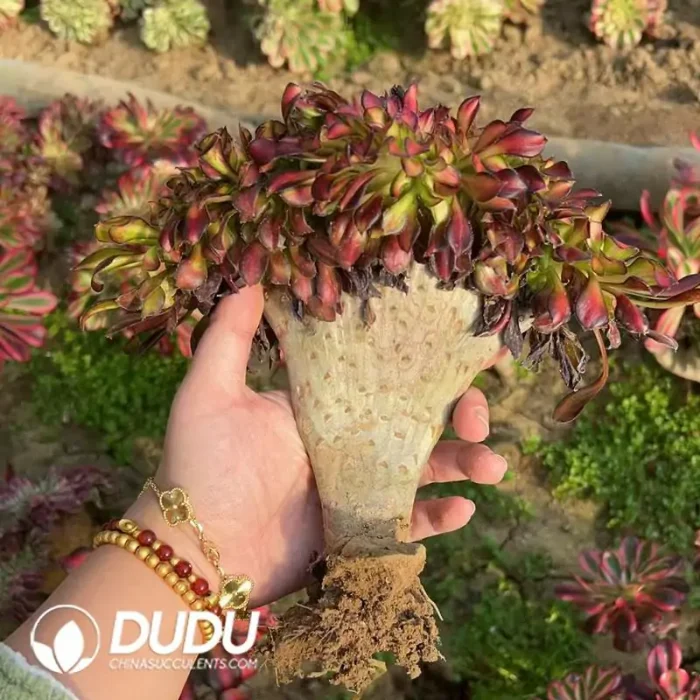 Aeonium Afterglow Old Stem Cristata - Image 2